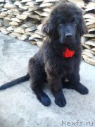 Превью фото № 213733