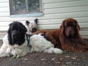 Превью фото № 213738