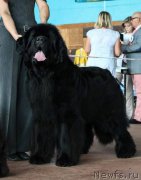 Превью фото № 213745