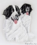 Превью фото № 213751