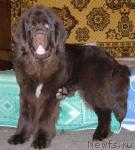 Превью фото № 21376