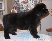 Превью фото № 213790