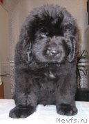 Превью фото № 213795