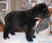 Превью фото № 213799