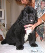 Превью фото № 213800