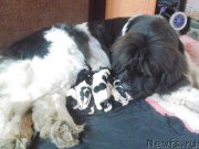 Превью фото № 213852