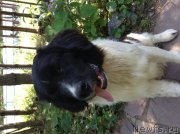 Превью фото № 213856