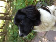 Превью фото № 213857