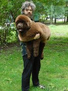 Превью фото № 213885