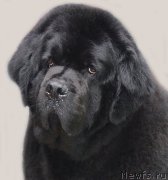 Превью фото № 213888