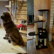 Превью фото № 213893