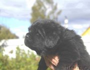 Превью фото № 213911