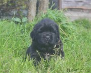 Превью фото № 213913