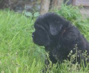 Превью фото № 213914