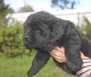 Превью фото № 213919