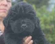 Превью фото № 213920