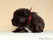 Превью фото № 213992