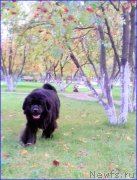 Превью фото № 213995