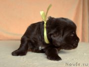 Превью фото № 213997