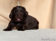 Превью фото № 214002