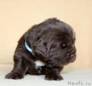 Превью фото № 214006