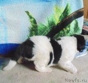 Превью фото № 214021