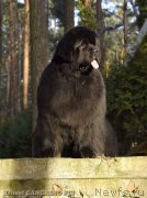 Превью фото № 214035