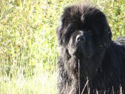 Превью фото № 214064