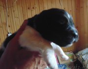 Превью фото № 214070