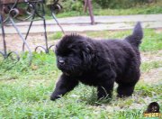 Превью фото № 214078