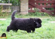 Превью фото № 214080