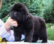 Превью фото № 214082