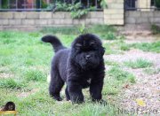 Превью фото № 214088