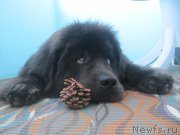 Превью фото № 214111