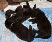 Превью фото № 214133