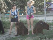 Превью фото № 214190