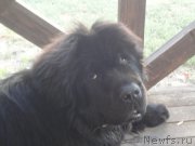 Превью фото № 214293