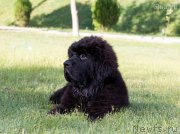 Превью фото № 214345