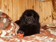 Превью фото № 214381