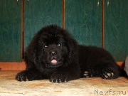 Превью фото № 214382