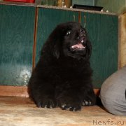 Превью фото № 214384