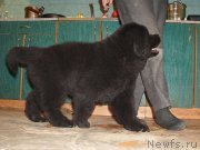 Превью фото № 214385