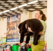 Превью фото № 214388