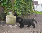 Превью фото № 214399