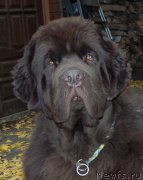 Превью фото № 214425