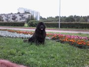 Превью фото № 214430