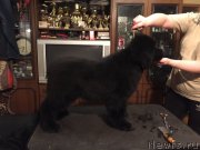 Превью фото № 214455