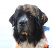 Превью фото № 214462