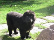 Превью фото № 214494