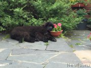 Превью фото № 214520